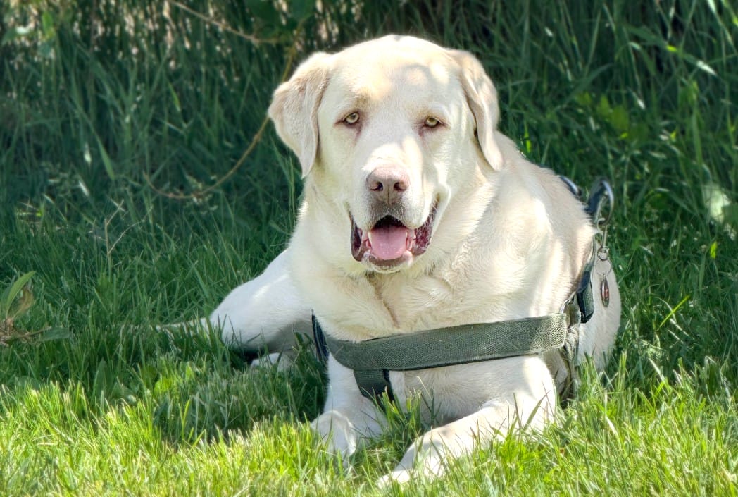 Yellow Labrador Retriever lying on lush green grass, wearing a harness. The dog looks content, with an open mouth and soft expression, suggesting a serene, sunny day.