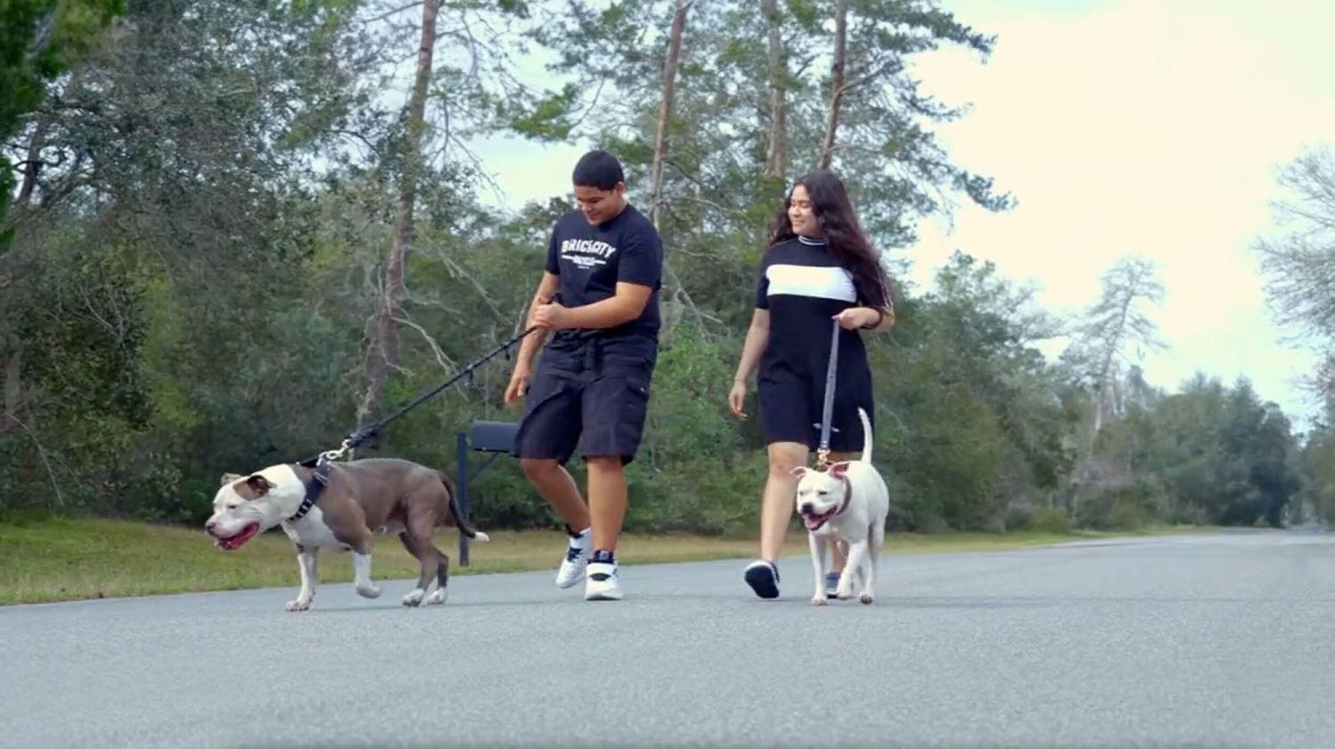 A man and woman walk two dogs on leashes down a tree-lined road. The scene is casual and relaxed, with both dogs appearing cheerful.